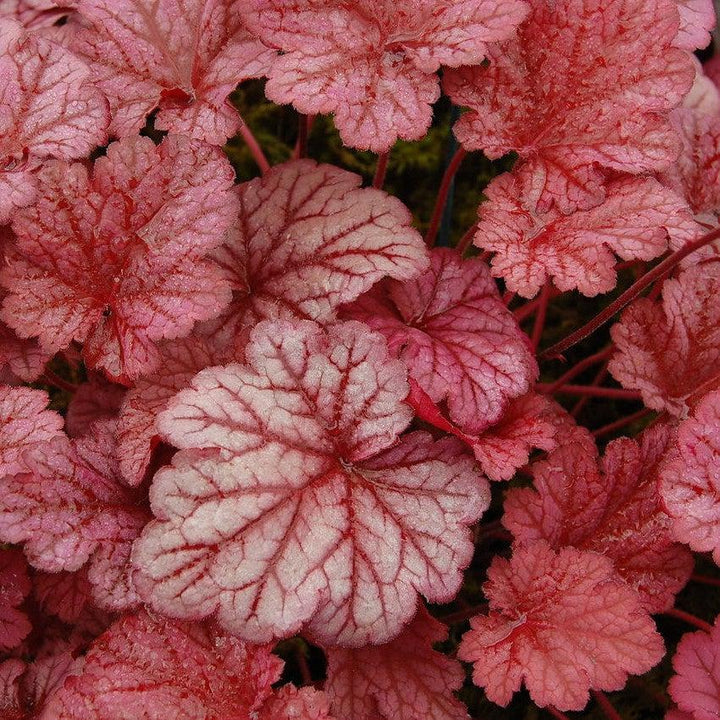 Heuchera villosa 'Berry Smoothie' ~ Berry Smoothie