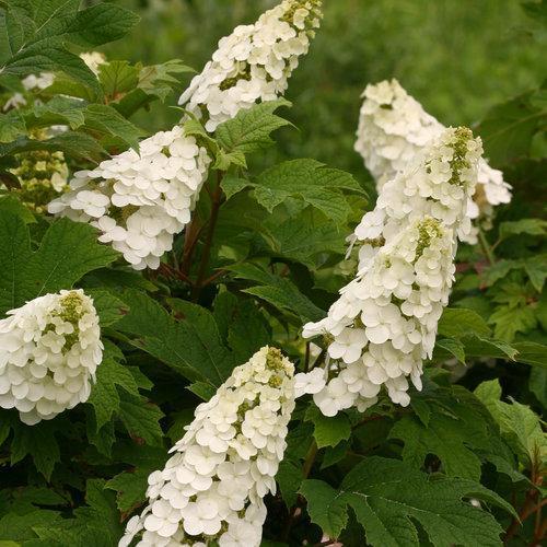 Hortensia quercifolia 'Brenhill' ~ Hortensia hoja de roble Gatsby Gal®