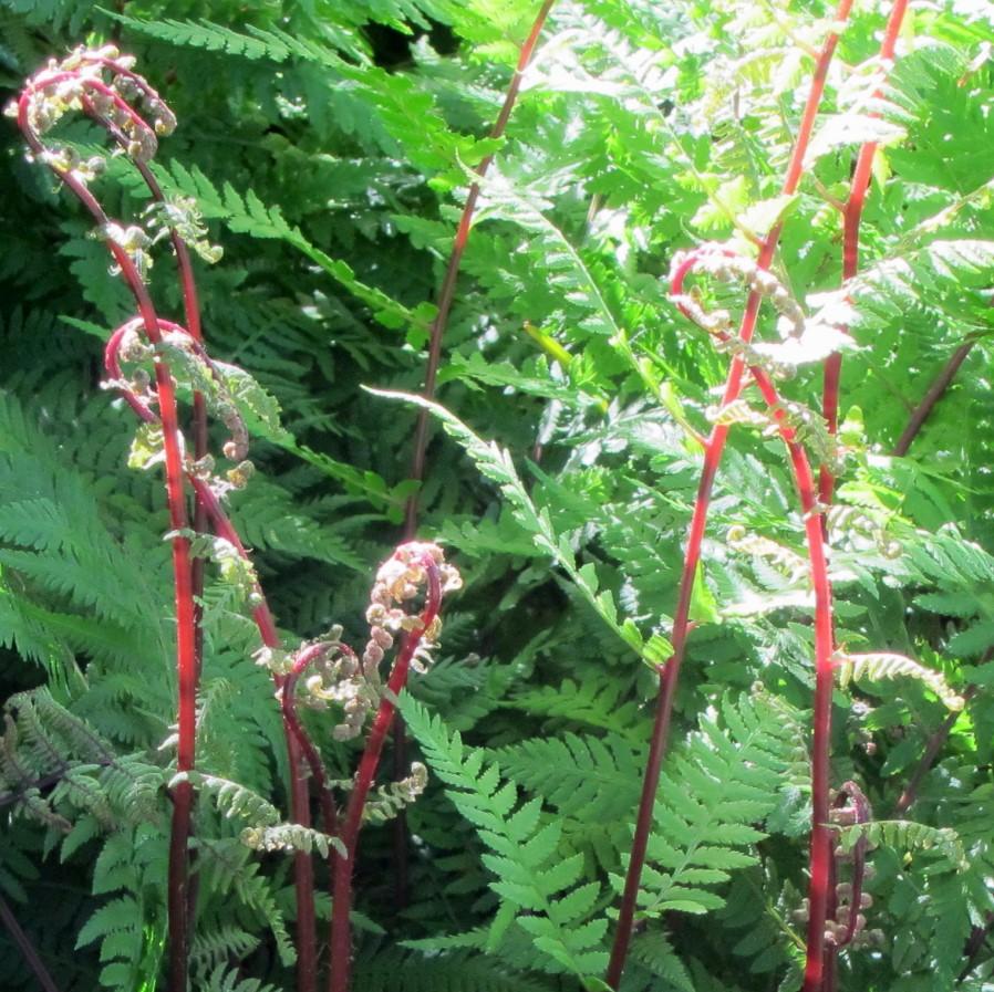 Athyrium filix-femina var. angustum 'Lady in Red' ~ Lady in Red Fern, Northern Lady Fern