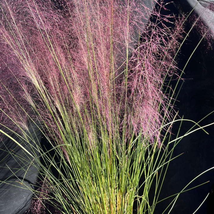 Muhlenbergia capillaris ~ Pink Muhly Grass