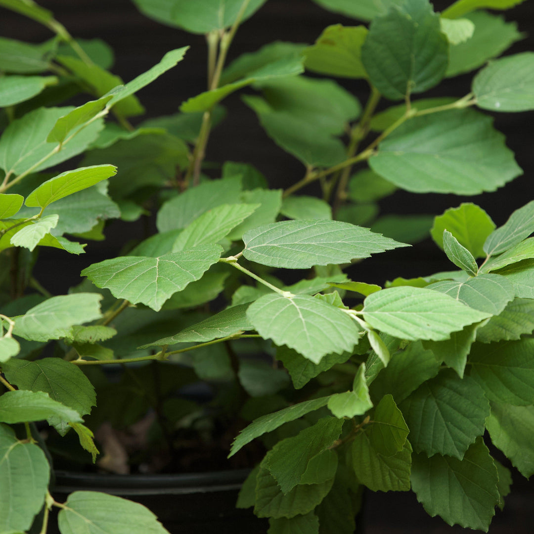 Fothergilla major 'Mount Airy' ~ Mount Airy Fothergilla