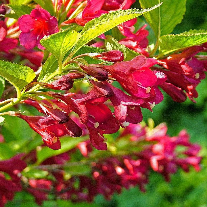 Weigela florida 'Verweig 6' ~ Sonic Bloom® Red Weigela