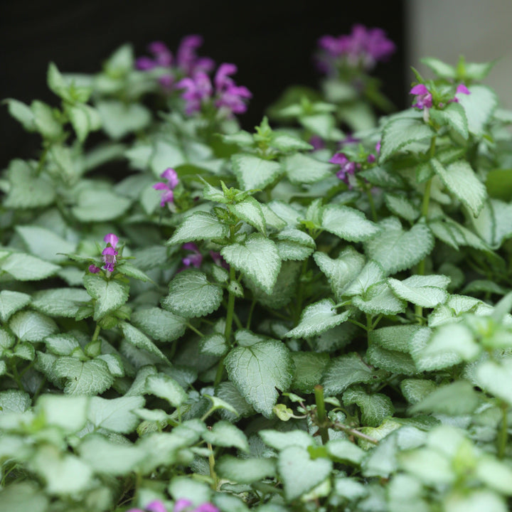 Lamium maculatum 'Beacon Silver' ~ Beacon Silver Deadnettle