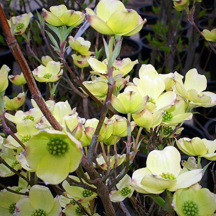 Cornus florida 'Princesa Cherokee' ~ Princesa Cherokee Dogwood 