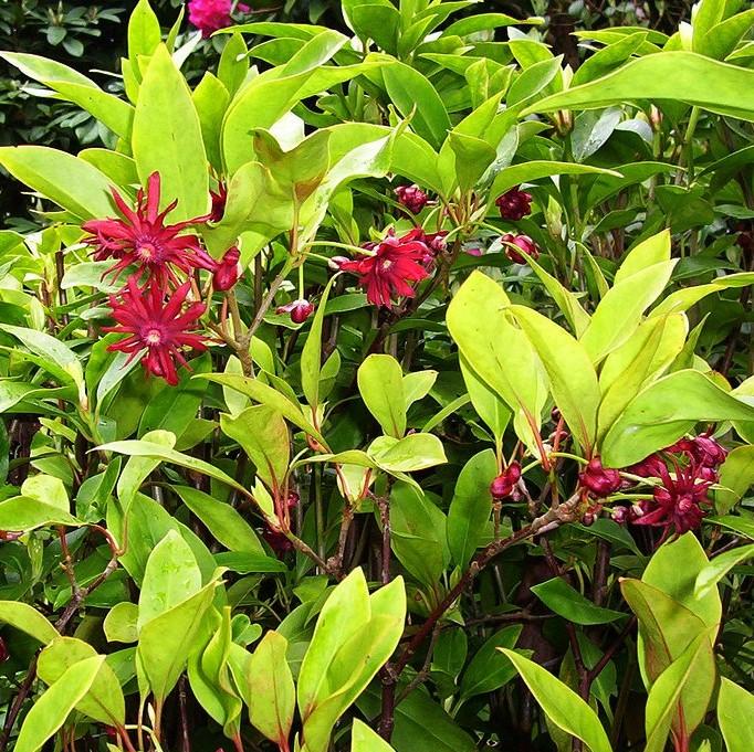 Illicium floridanum ‘JCJC’ ~ Miss Scarlett® Anise