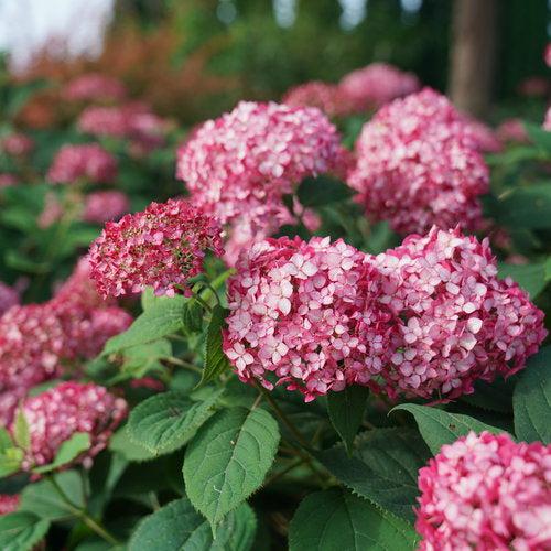 Hydrangea arborescens 'NCHA3' ~ Invincibelle® Ruby Hydrangea