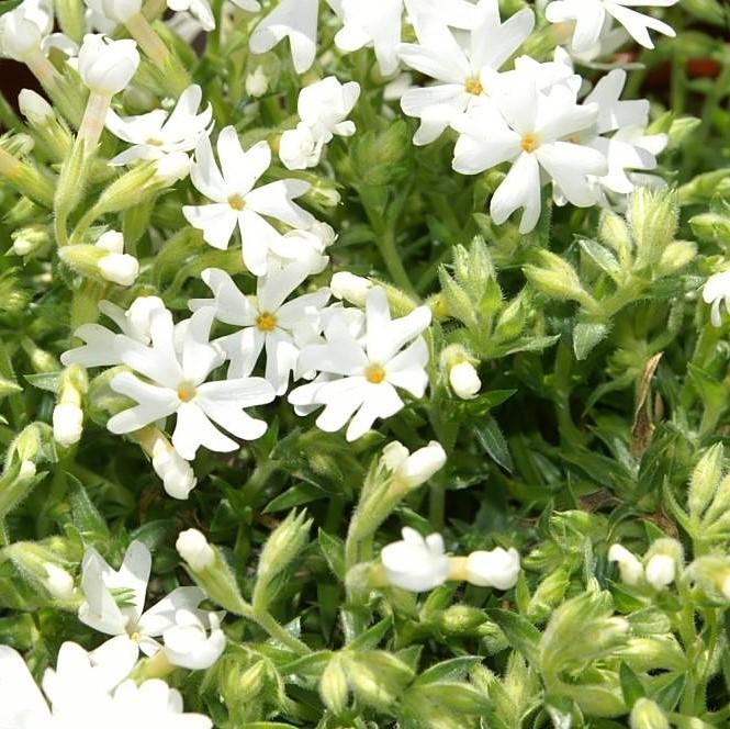 Phlox subulata 'Snowflake' ~ Snowflake Creeping Phlox