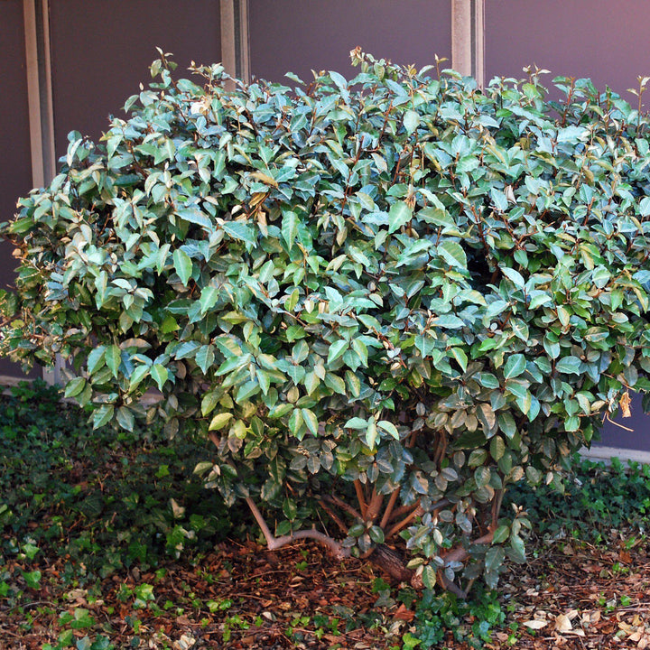 Elaeagnus pungens 'Fruitlandii' ~ Fruitlandii Elaeagnus