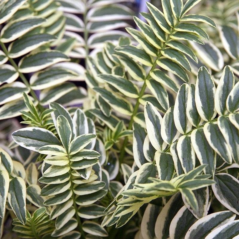 Polemonium 'Brise d'Anjou' ~ Variegated Jacob's Ladder