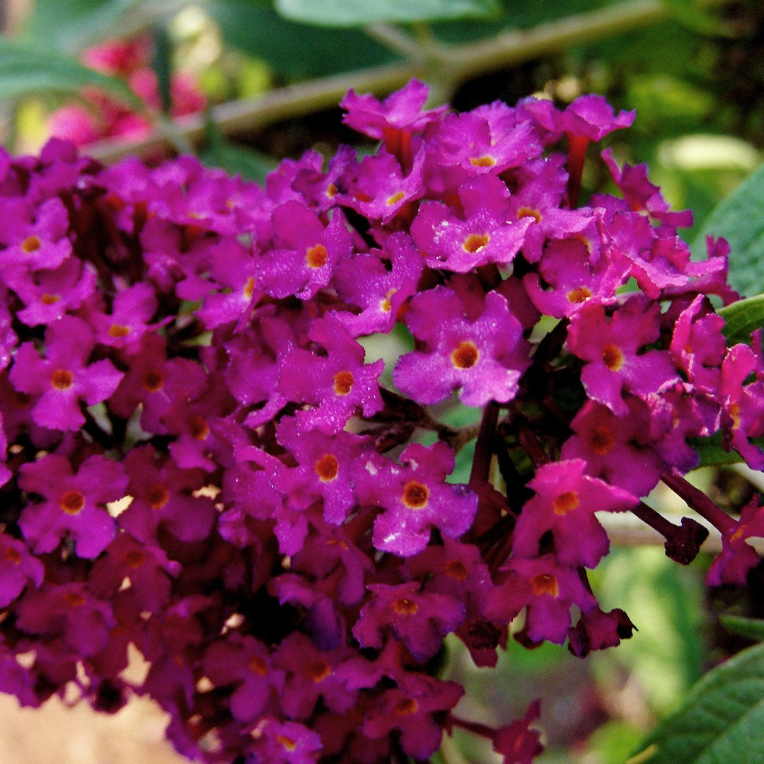 Buddleia davidii 'Royal Red' ~ Arbusto de mariposa rojo real