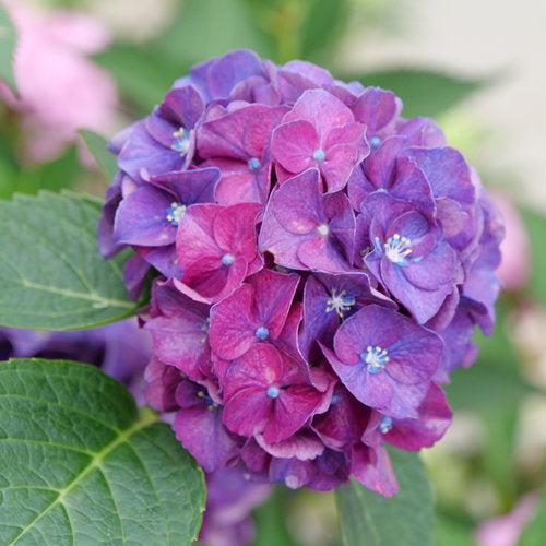 Hortensia macrophylla 'Stragrum' ~ Hortensia Wee Bit Grumpy®