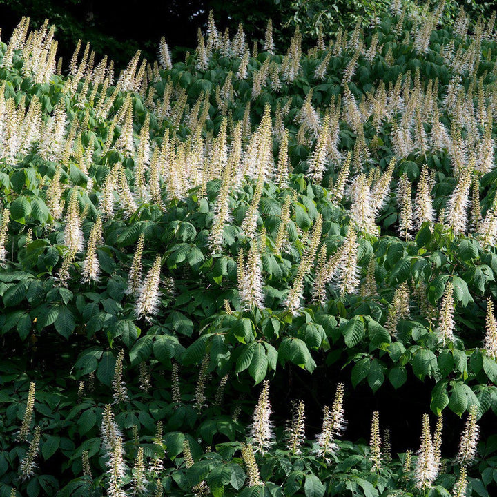 Aesculus parviflora ~ Buckeye Bottlebrush