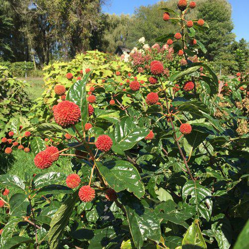 Cephalanthus occidentalis 'SMCOSS' ~ Arbusto de botones Sugar Shack®