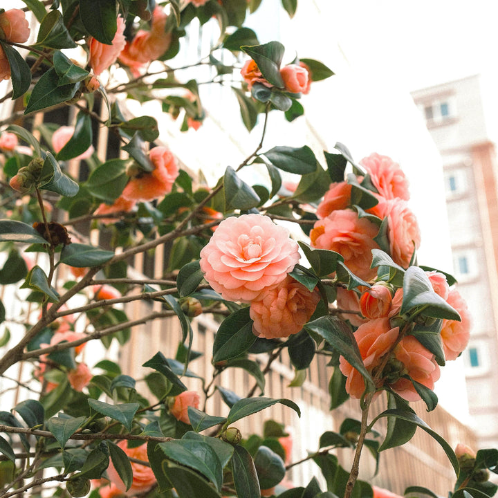 Camellia japonica 'April Pink' ~ April Pink Camellia