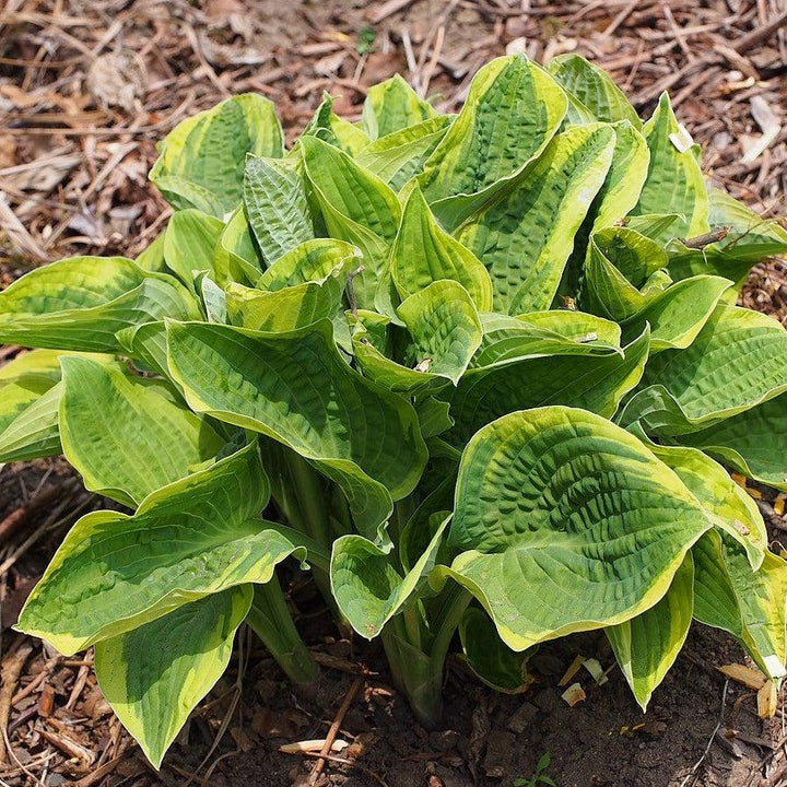 Hosta x 'Wide Brim' ~ Wide Brim Hosta