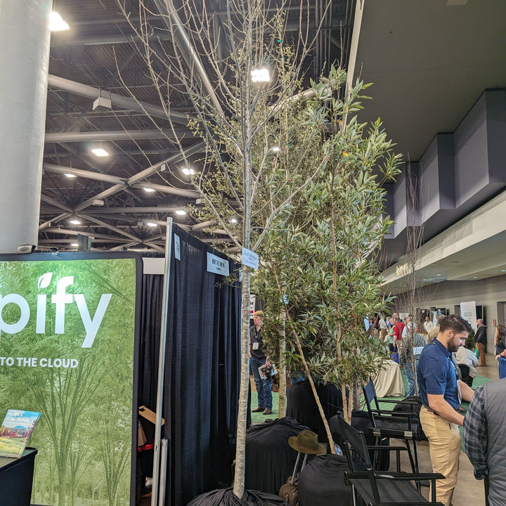 Nyssa sylvatica 'NSMTF’ ~ Red Splyndor™ Black Gum