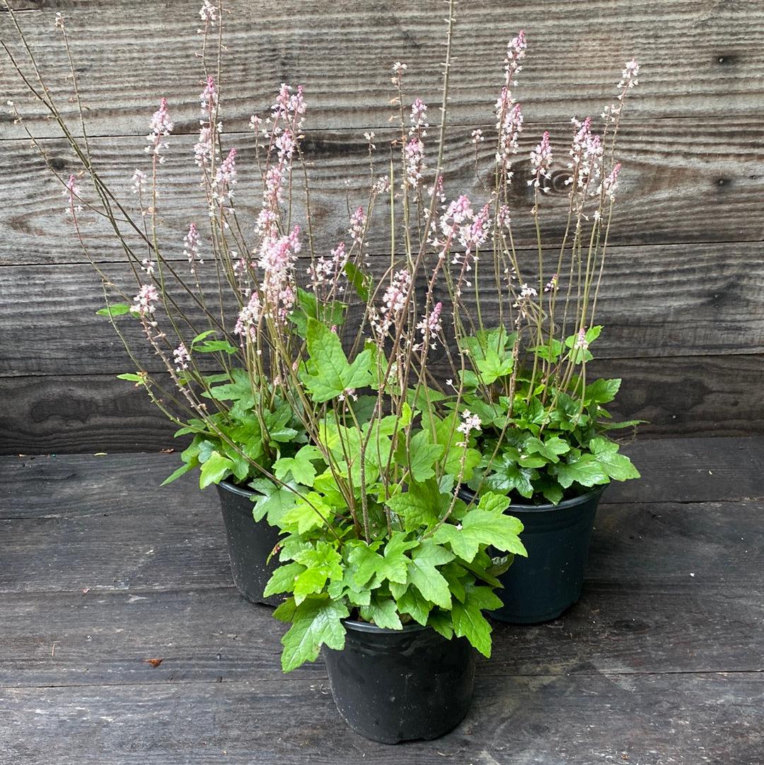 Tiarella cordifolia 'Oakleaf' ~ Oakleaf Foam Flower