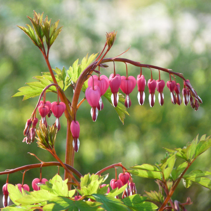 Dicentra spectabilis 'Gold Heart' ~ Gold Heart Bleeding Heart