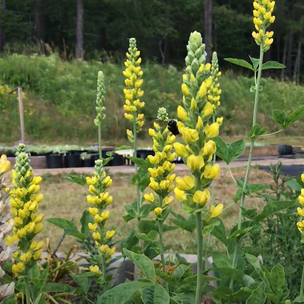 Baptisia australis 'American Goldfinch' ~ American Goldenfinch False Indigo