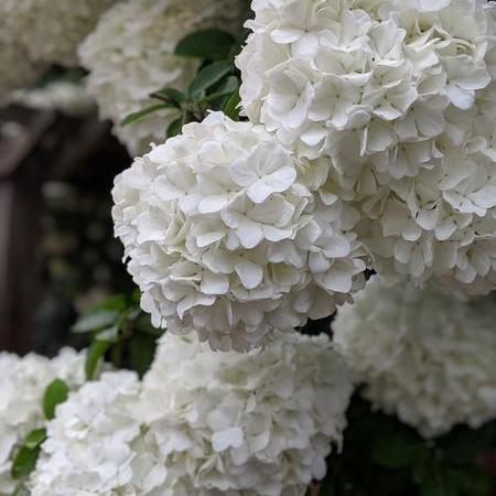 Viburnum macrocephalum ~ Chinese Snowball Viburnum