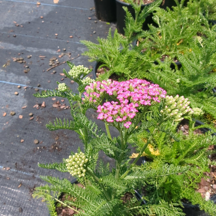 Achillea millefolium 'Oertel's Rose' ~ Oertel's Rose Yarrow