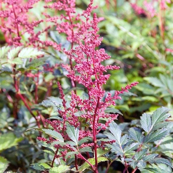 Astilbe japonica 'Red Sentinel' ~ Red Sentinel Astilbe