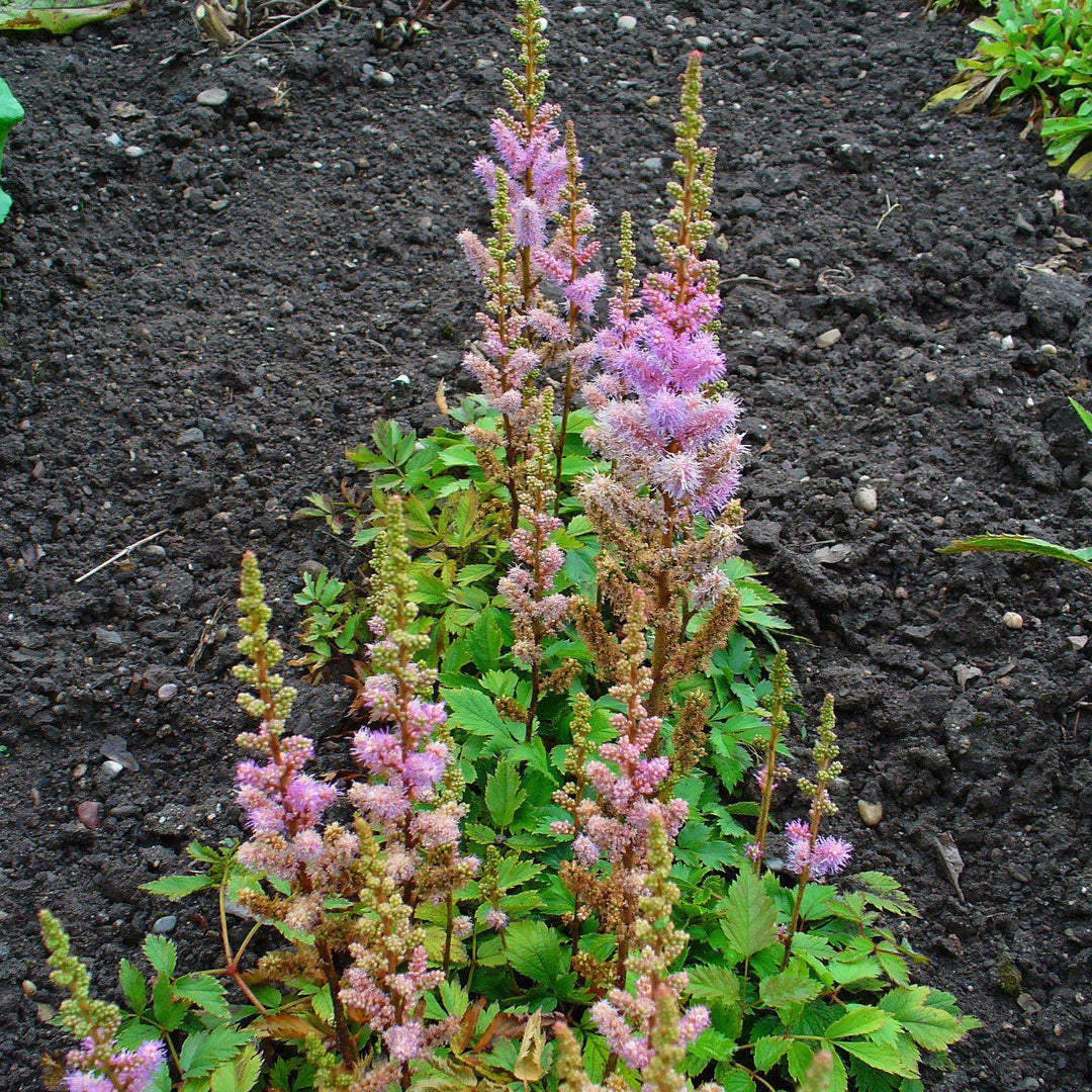 Astilbe chinensis 'Pumila' ~ Pumila Chinese Astilbe