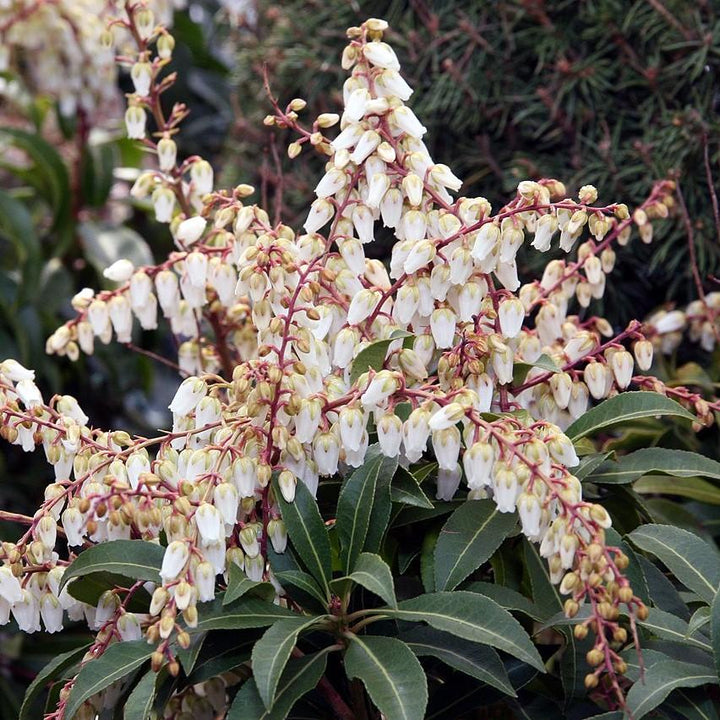 Pieris japonica 'Fuego de Montaña' ~ Fuego de Montaña Pieris