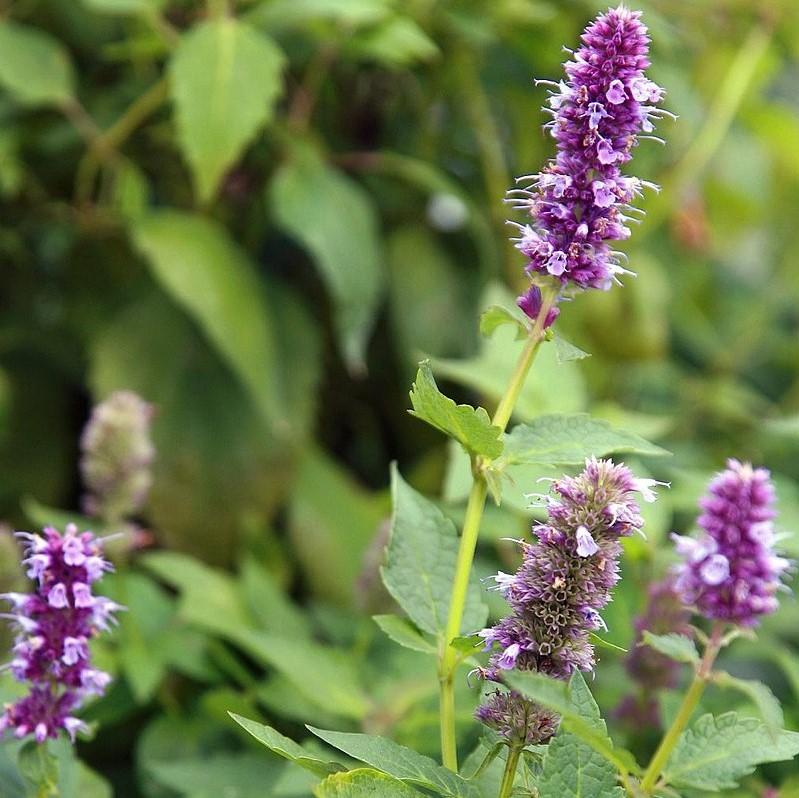 Agastache foeniculum 'Blue Fortune' ~ Blue Fortune Giant Hyssop