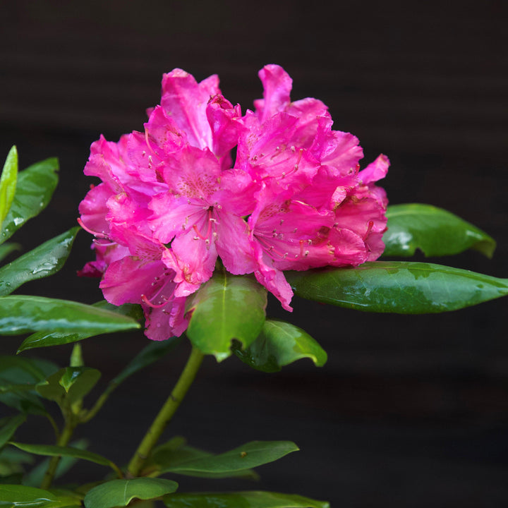 Rododendro máximo 'Roseum' ~ Rododendro rosa adelfa