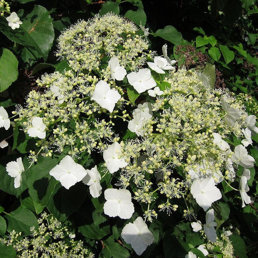 Hydrangea anomala subsp. petiolaris ~ Climbing Hydrangea