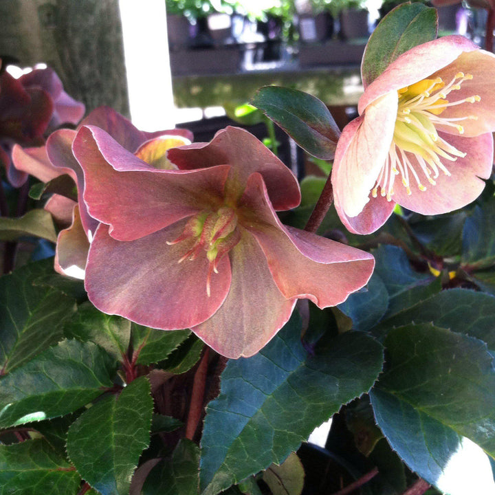 Helleborus x ballardiae ‘COSEH 700’ ~ HGC® Cinnamon Snow Lenten Rose