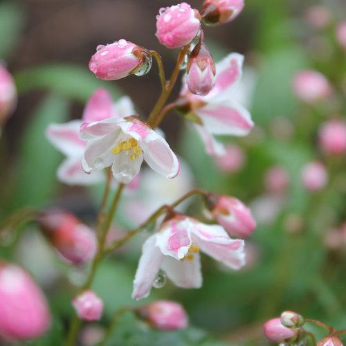 Deutzia 'NCDX2' ~ Yuki Cherry Blossom® Deutzia