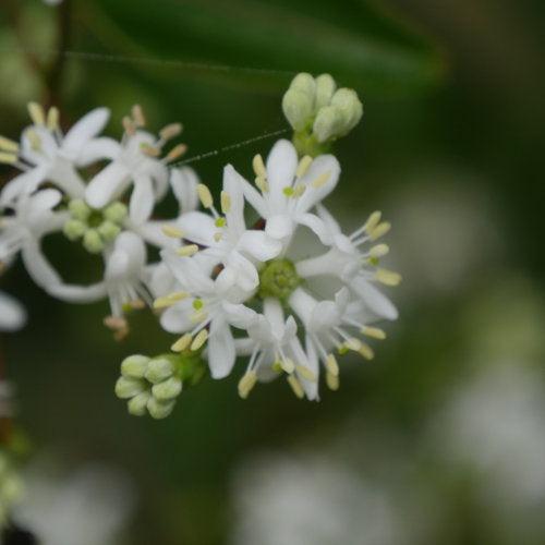 Heptacodium miconioides 'SMNHMRF' ~ Temple of Bloom® Seven-Son Flower