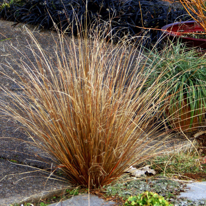 Carex buchananii 'Red Rooster' ~ Red Rooster Leatherleaf Sedge