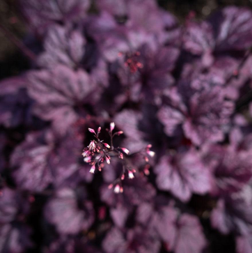 Heuchera 'Grape Expectations' ~ Grape Expectations Coral Bells