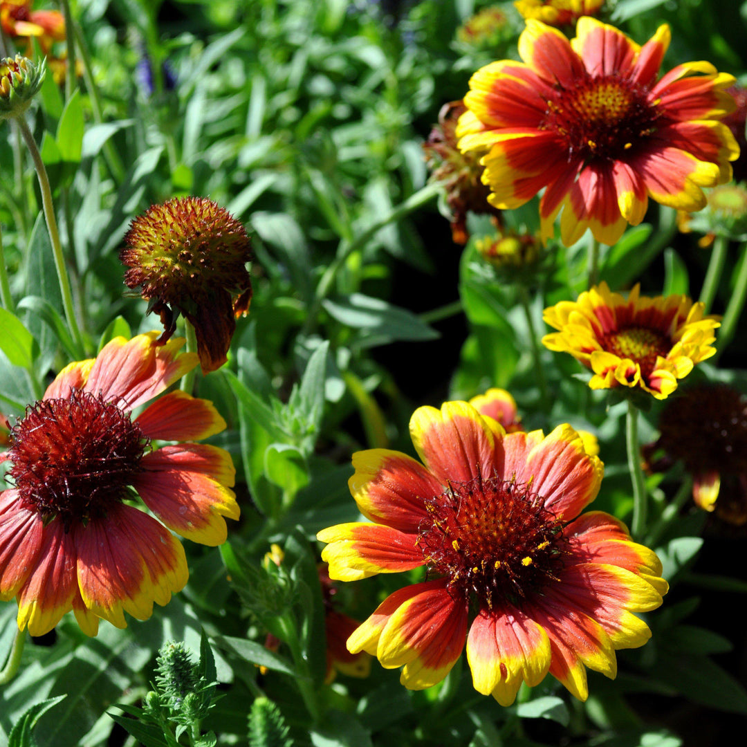 Gaillardia x aristata 'Arizona Sun' ~ Arizona Sun Blanket Flower