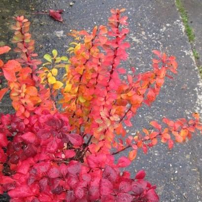 Berberis thunbergii 'Golden Rocket' ~ Golden Rocket Barberry