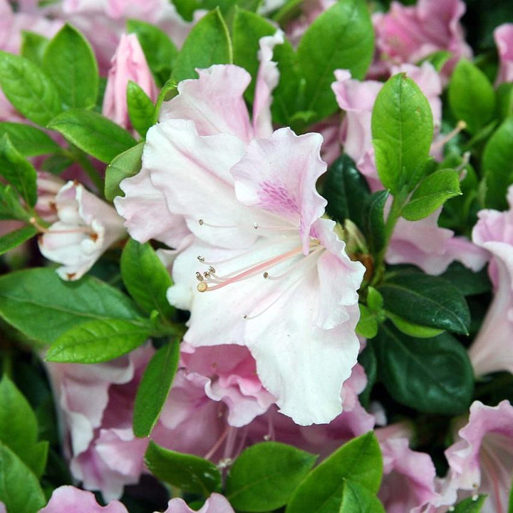 Rhododendron ‘Robleja’ ~ Encore® Autumn Sweetheart™ Azalea