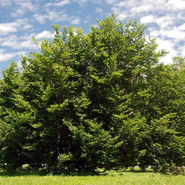 Fagus sylvatica ~ Common Beech