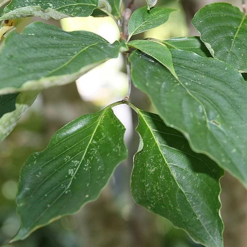 Cornus 'Rutcan' ~ Constelación Cornejo 