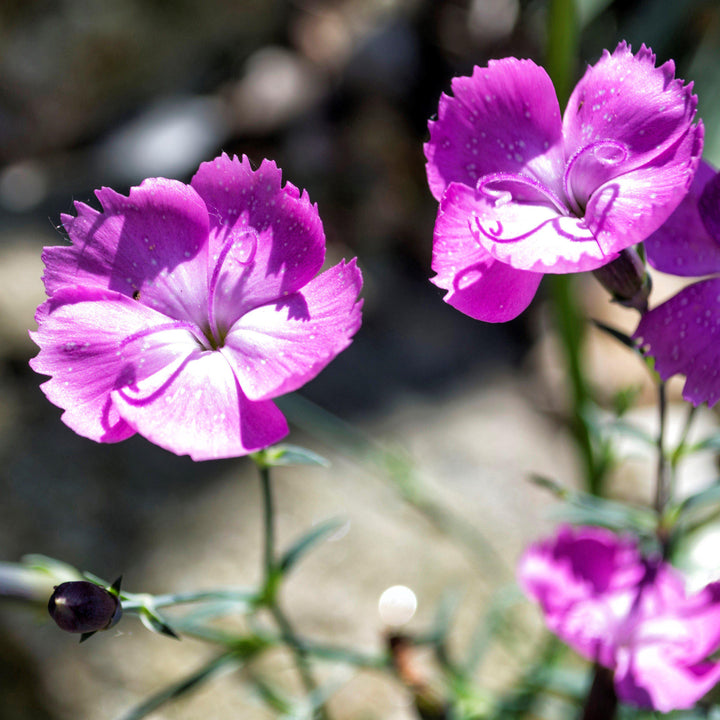 Dianthus 'Kahori' ~ Kahori Dianthus, Carnation