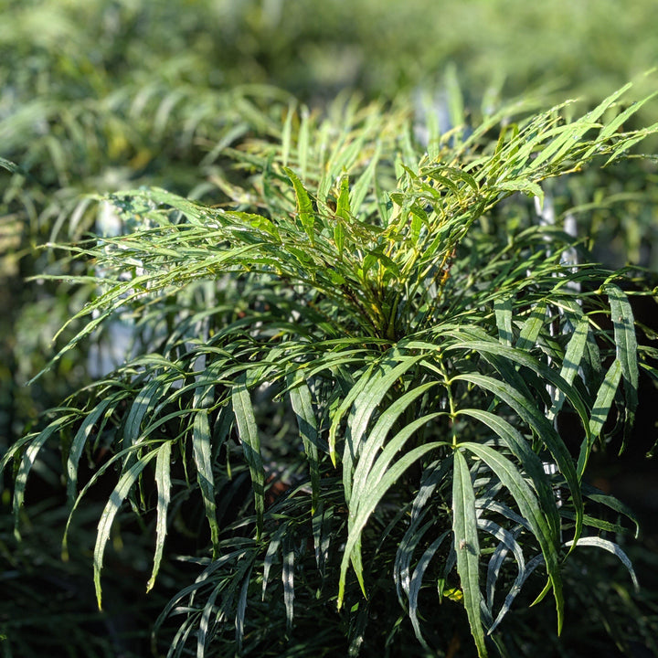 Mahonia eurybracteata 'Caricia Suave' ~ Caricia Suave Mahonia