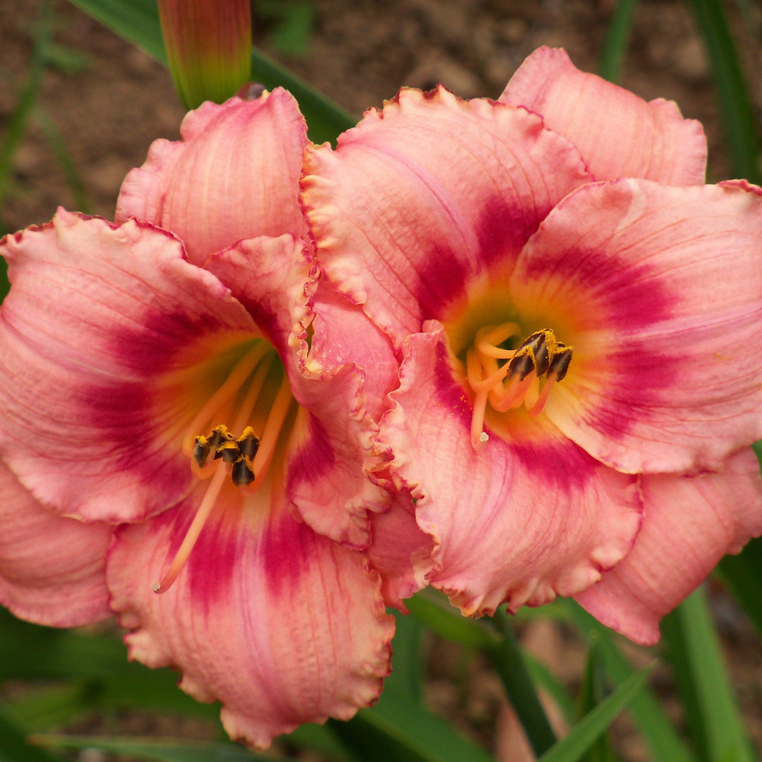 Hemerocallis 'Strawberry Candy' ~ Strawberry Candy Daylily