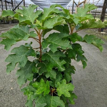 Hydrangea quercifolia 'Piihq-i' ~ Hortensia Jetstream Oakleaf de First Editions®