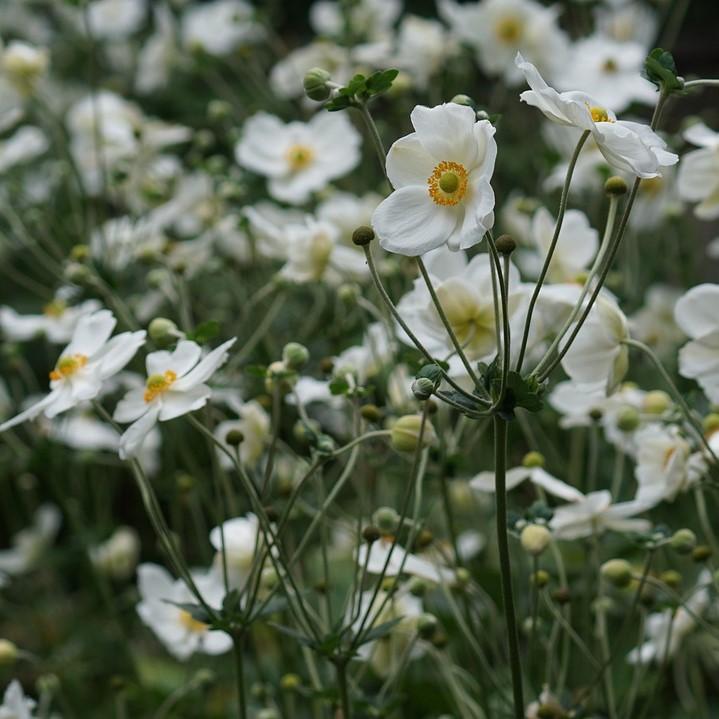 Anemone hupehensis 'Pretty Lady Maria' ~ Pretty Lady Maria Anemone