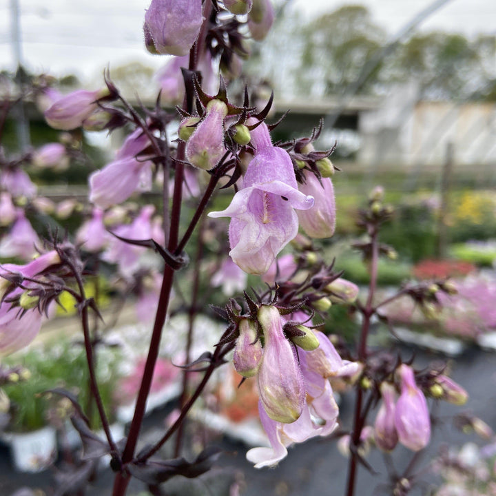 Penstemon ‘Midnight Masquerade’ ~ Midnight Masquerade Beardtongue