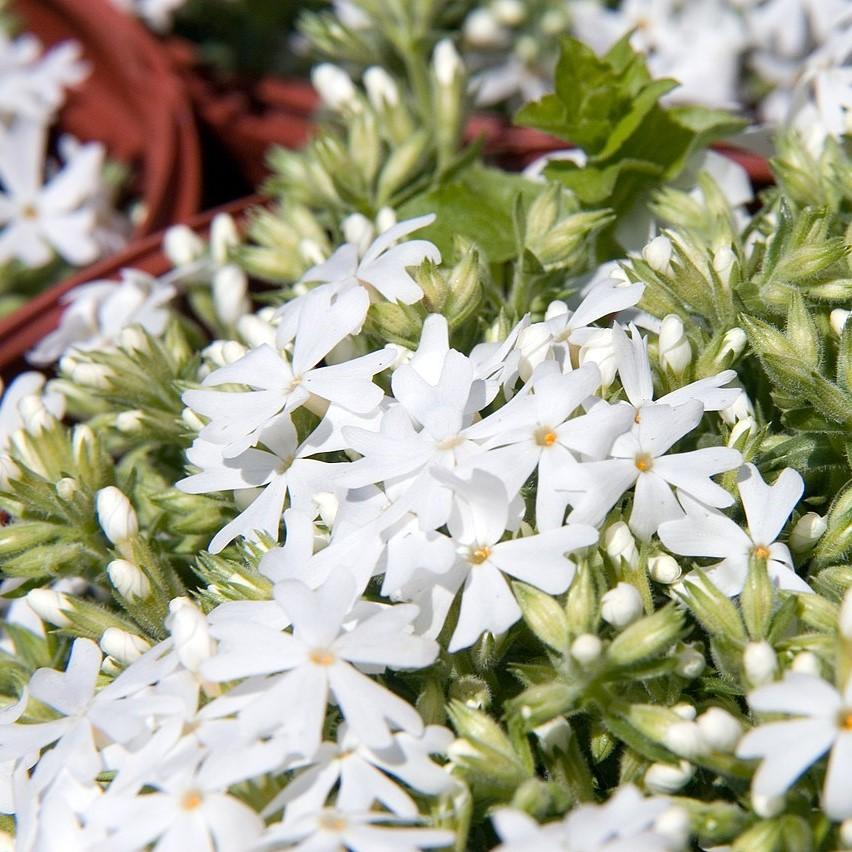 Phlox subulata 'Snowflake' ~ Snowflake Creeping Phlox