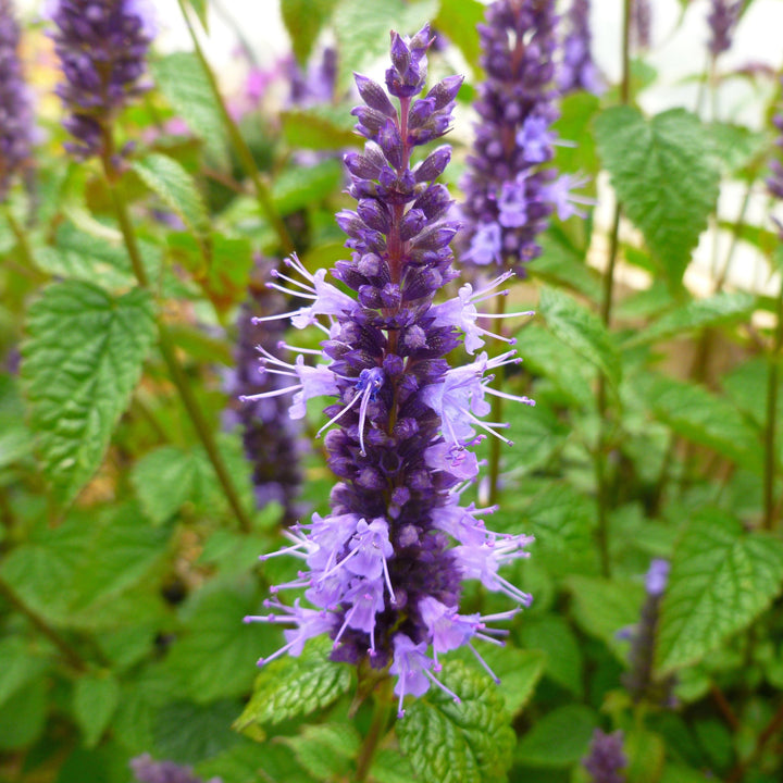 Agastache rugosa 'Little Adder' ~ Little Adder Hyssop