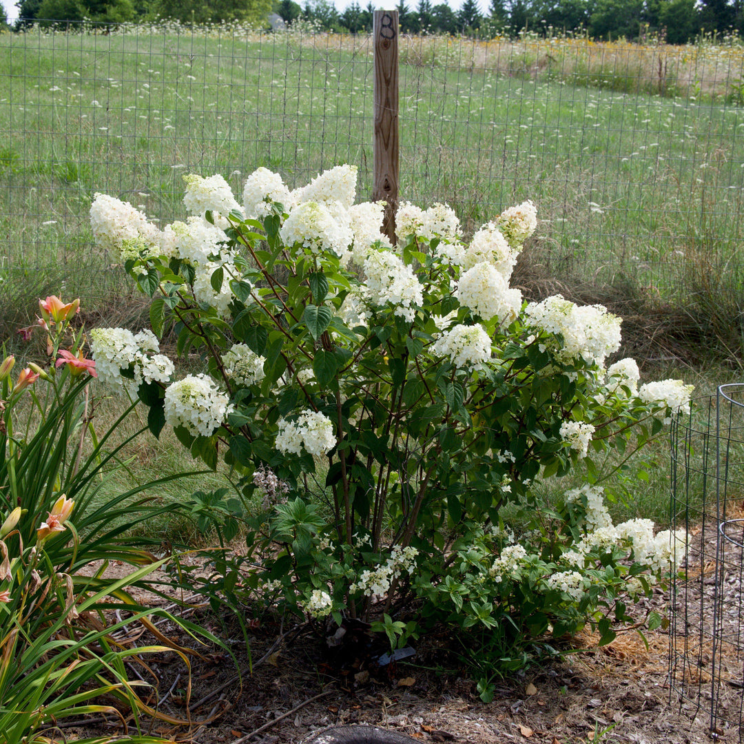 Hortensia paniculata 'Rensun' PP 25,438 ~ Hortensia First Editions® Strawberry Sundae®